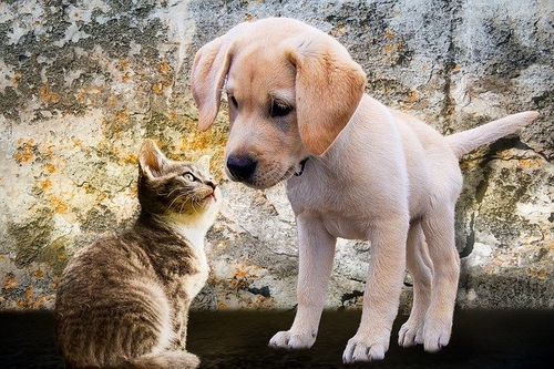 Dog and cat looking at each other - things to consider before getting a dog or other pet